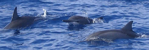 ドルフィン ウォッチング