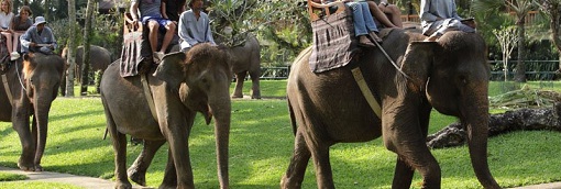 エレファントサファリ・パーク