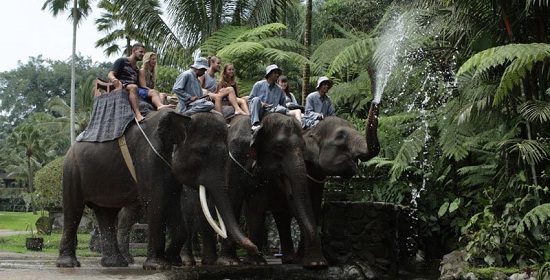 エレファントサファリ・パーク