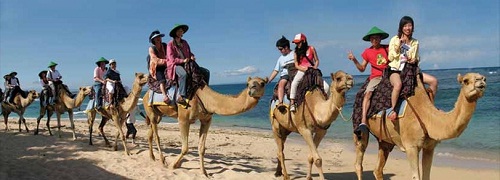 バリ・キャメル・サファリ