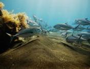 バリハイ クルーズ