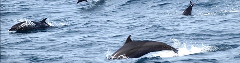 バリハイ クルーズ