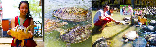 マリンスポーツ グラスボトムボート & 亀の島 ツアー