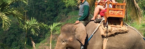 エレファント・キャンプ